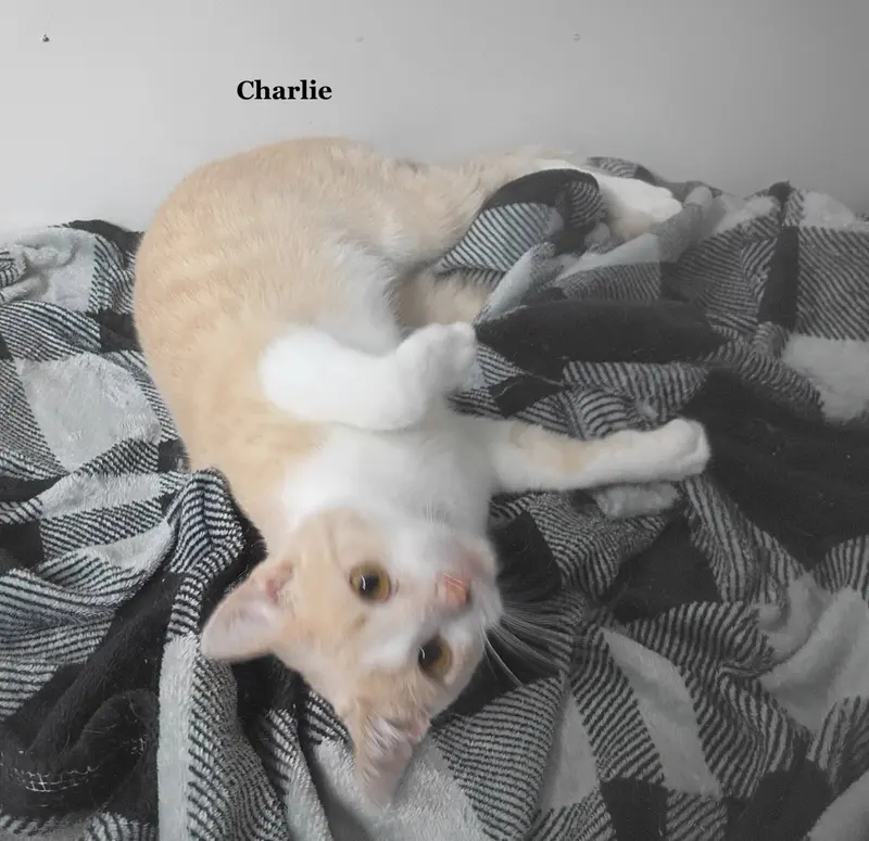 Charlie, photo 3