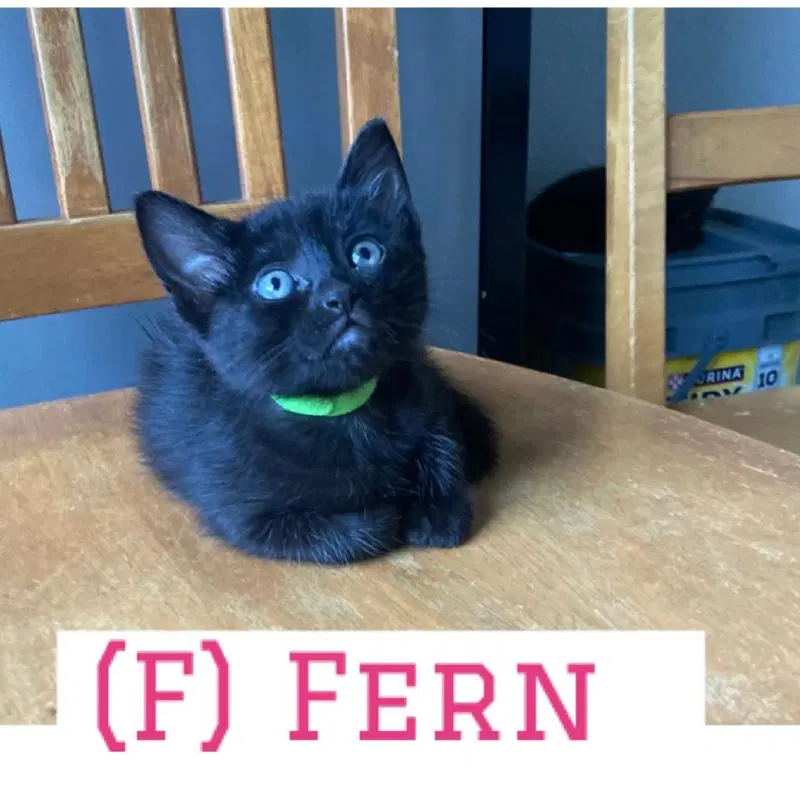 Fern, photo 2