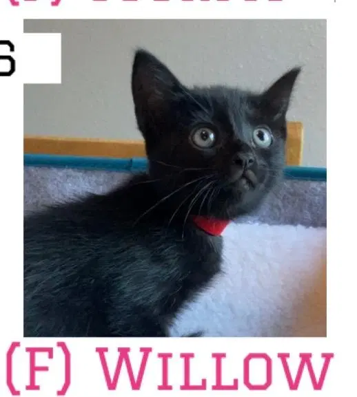 Willow, photo 2