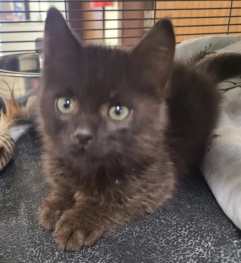 Farmall, a young female cat up for adoption