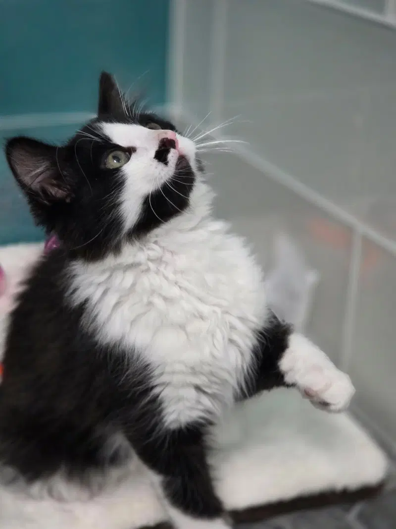 Doppler, Kepler, and Corioliss, male Tuxedo kittens up for adoption