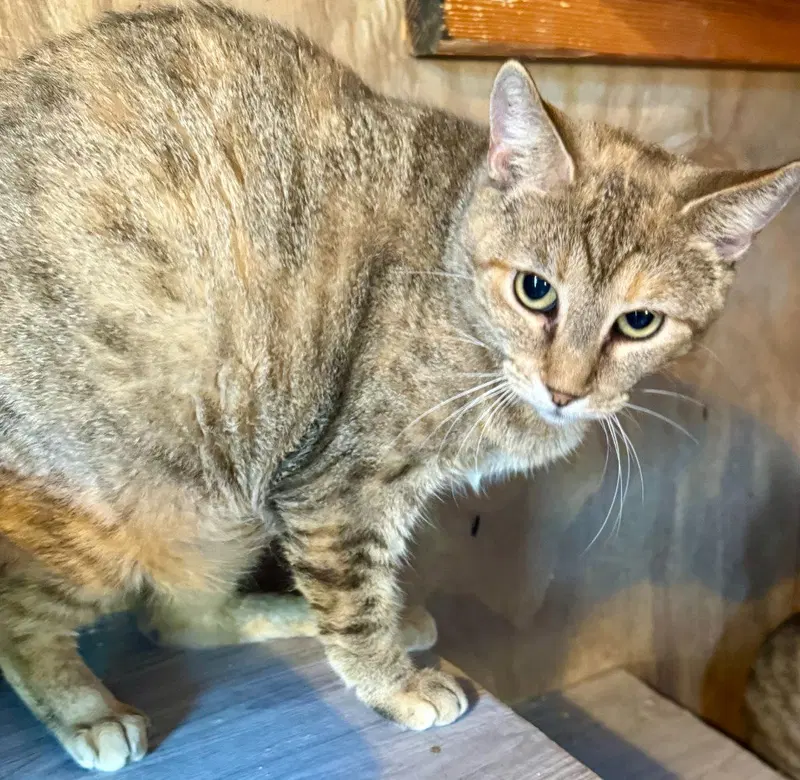 Patches Tabby, photo 2