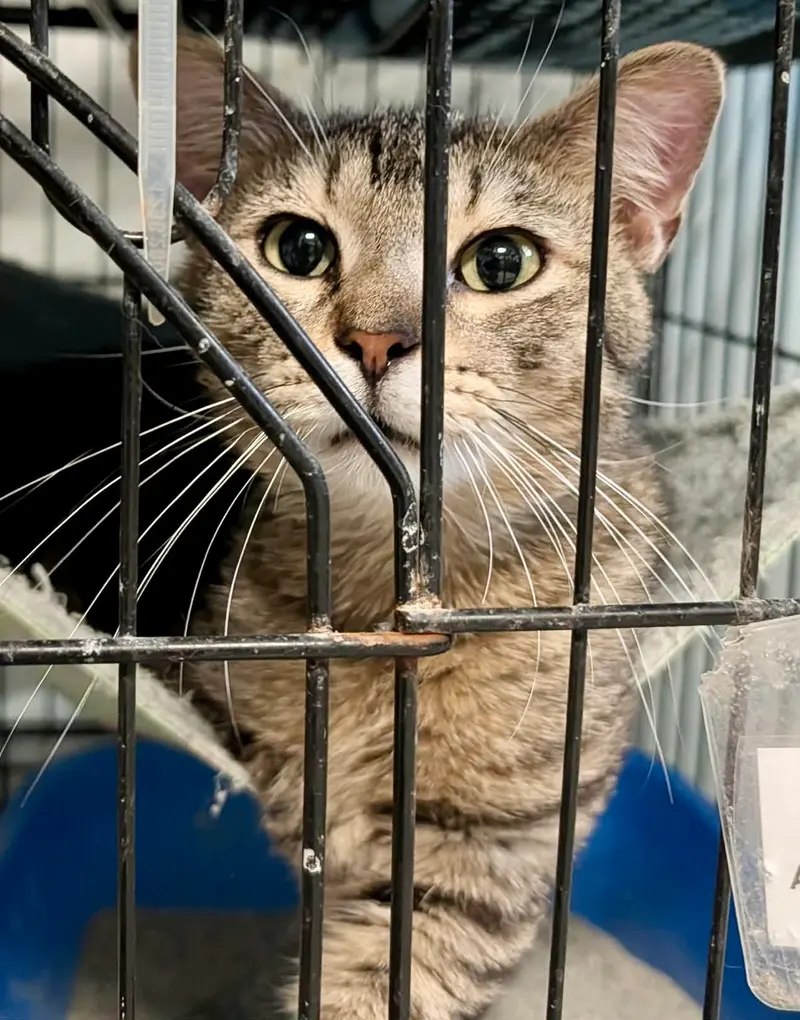 Ford, a young male cat up for adoption