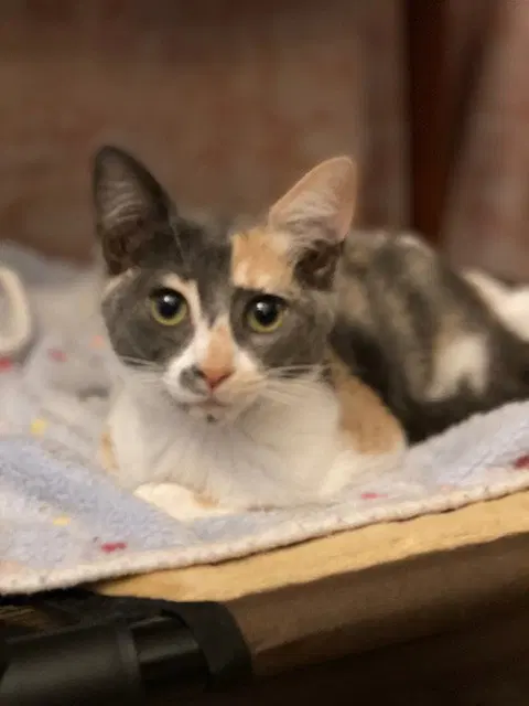 Priscilla, photo 3