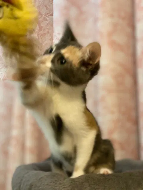 Priscilla, photo 4
