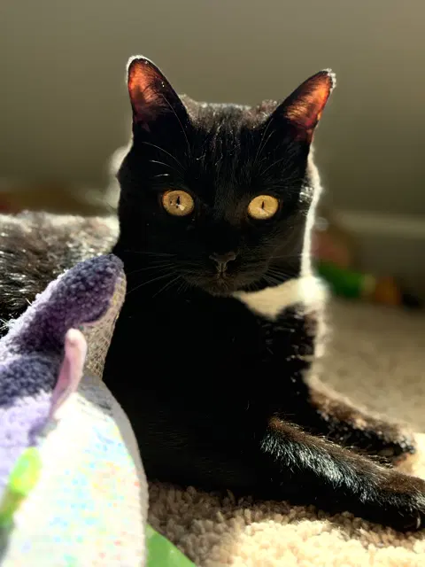 Nyx, photo 3