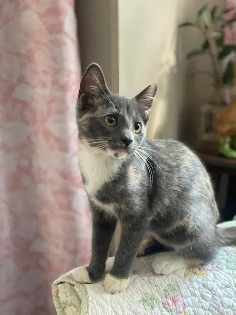 Penny, photo 2