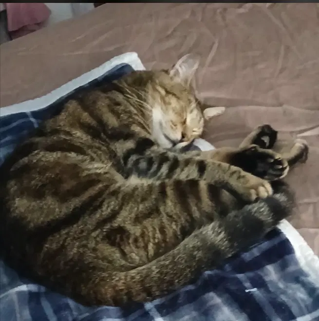 Smokey, photo 6