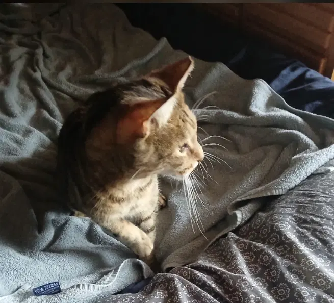 Smokey, photo 7