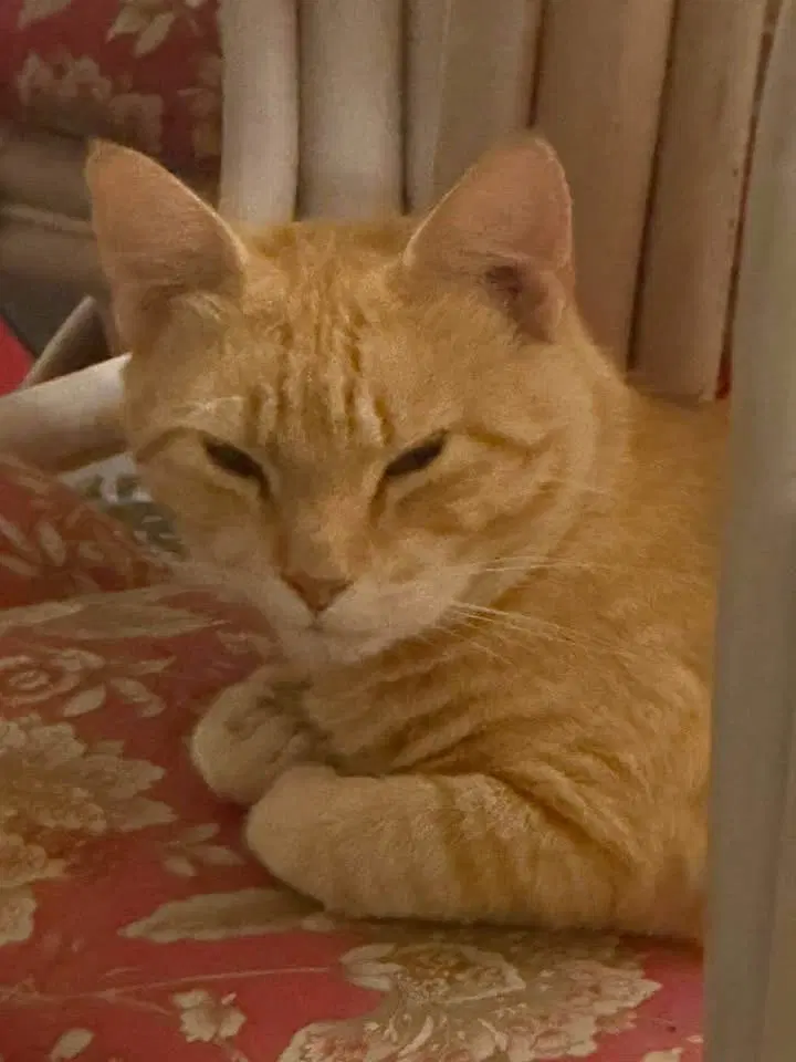 Butters, a male cat up for adoption