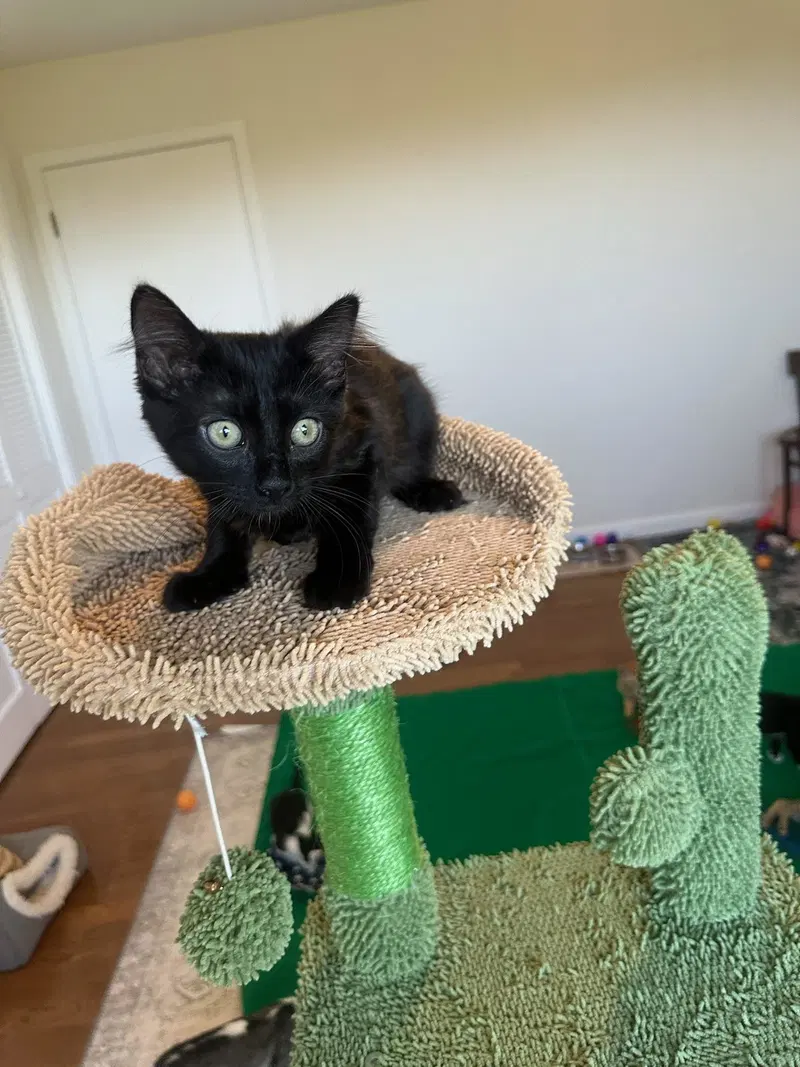 Jade, photo 3