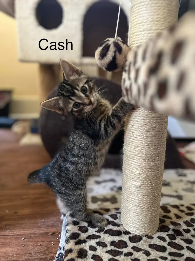 Cash BM, photo 2
