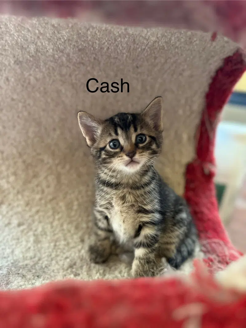 Cash BM, photo 3