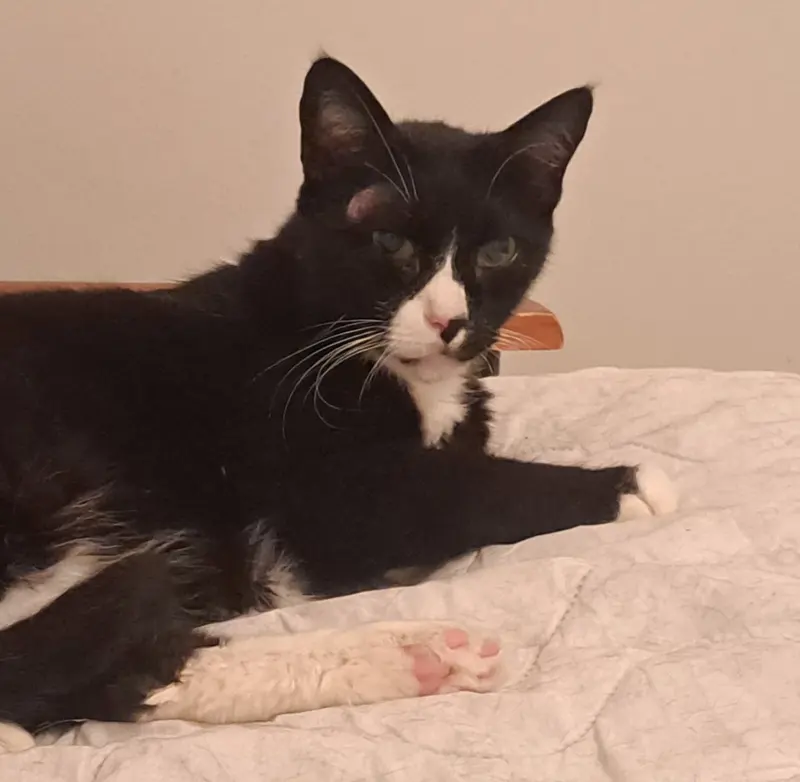 Mr. Personality, a senior male cat up for adoption