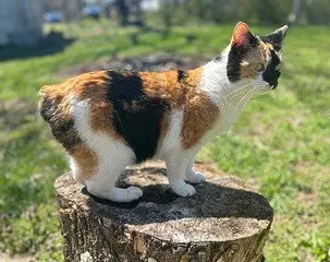 Kitten Snickers, an adult female Calico cat up for adoption