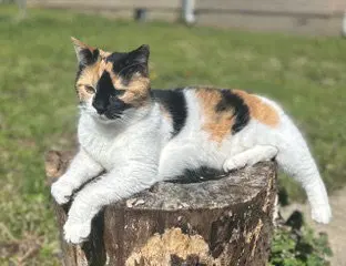 Kitten Snickers, photo 2