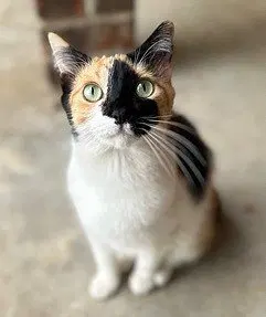 Kitten Snickers, photo 3