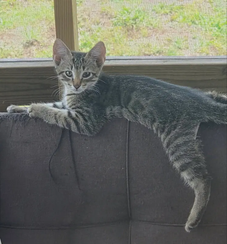 Tiger, photo 2