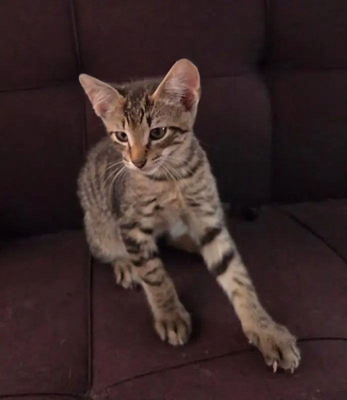 Tiger, photo 3