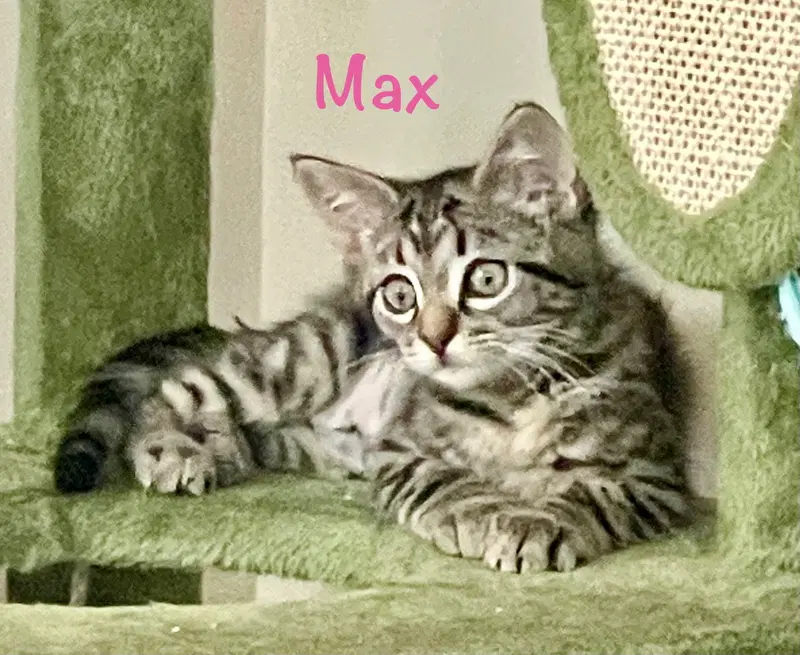 Max, photo 8