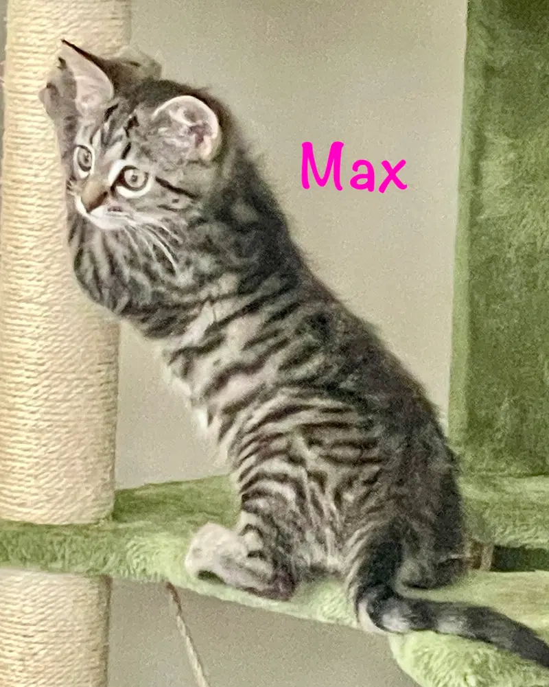 Max, photo 5