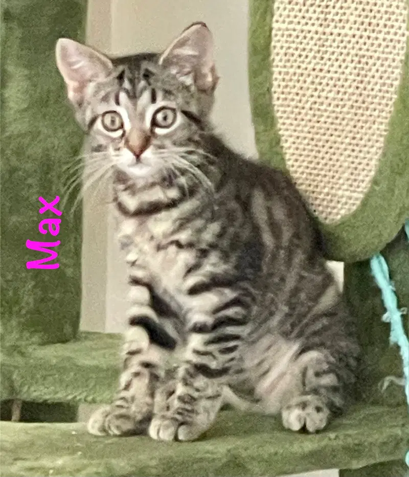 Max, photo 4