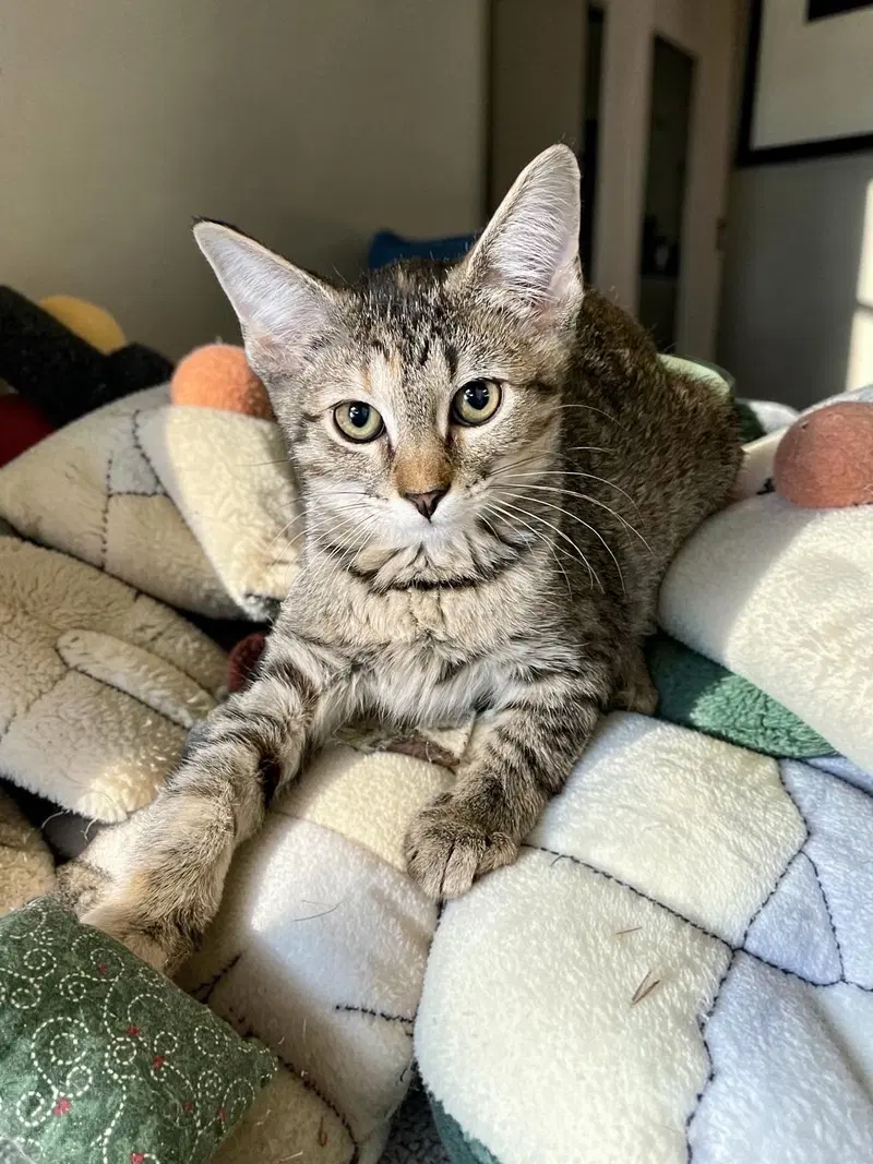 Pixel, a female kitten up for adoption