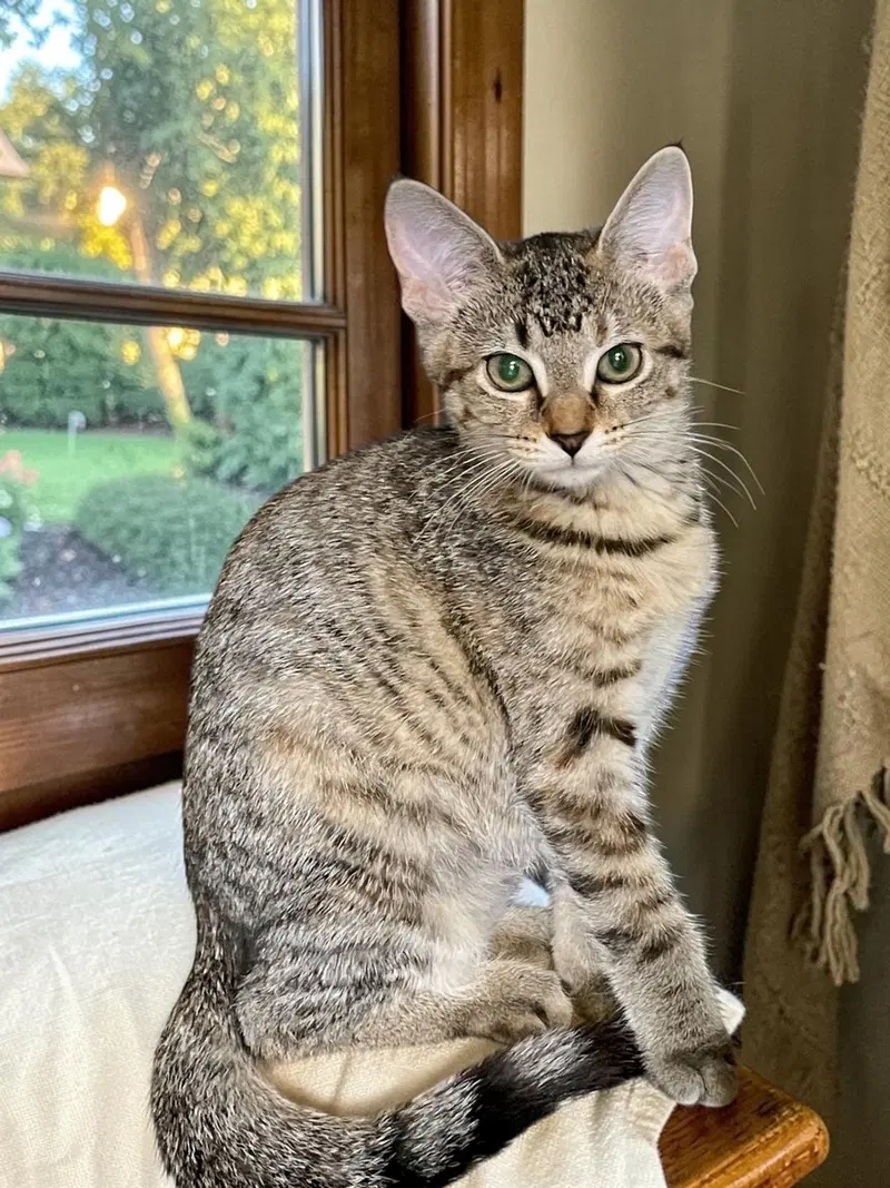 Piper, photo 4
