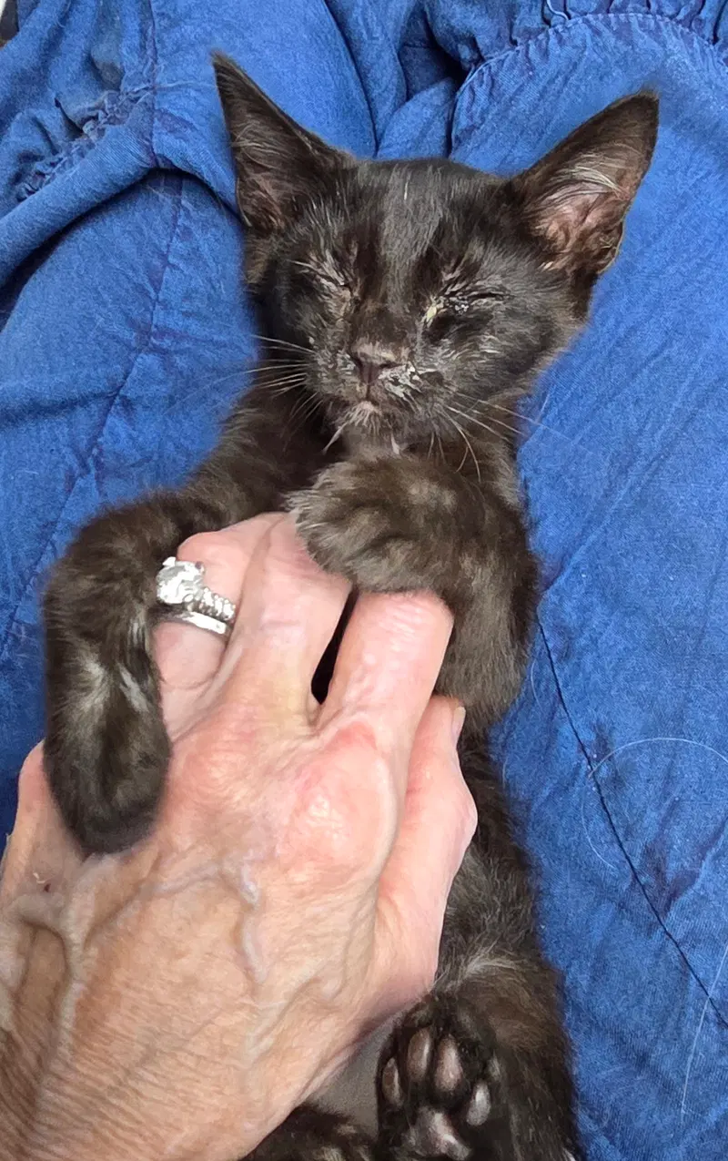 Josie, photo 2