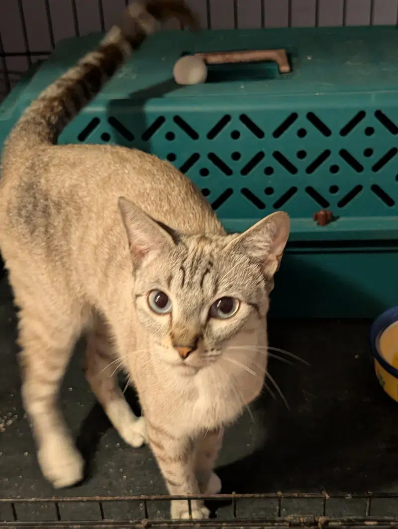 Chancey, an adult female Siamese cat up for adoption