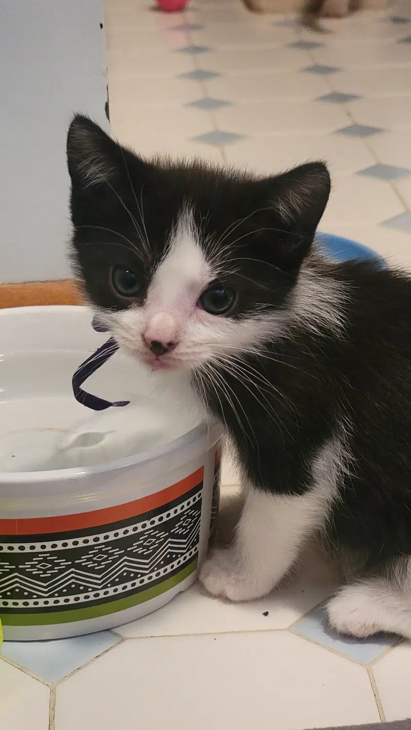 Cricket Kitten, photo 2