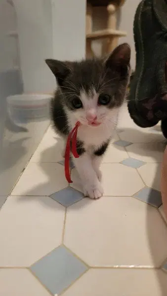Ziggy Kitten, photo 2