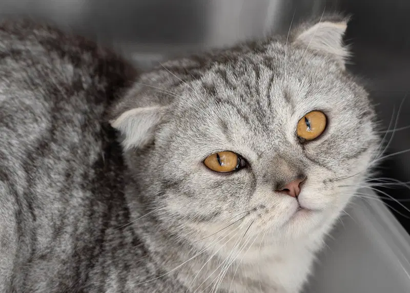 Finn, an adult male Scottish Fold cat up for adoption
