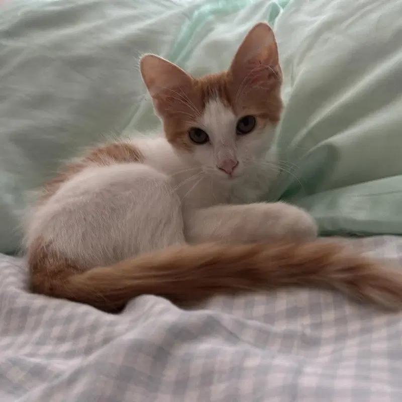 Simba, photo 2