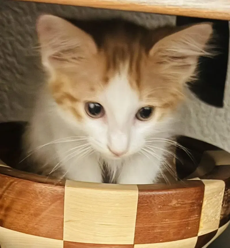 Simba, photo 3