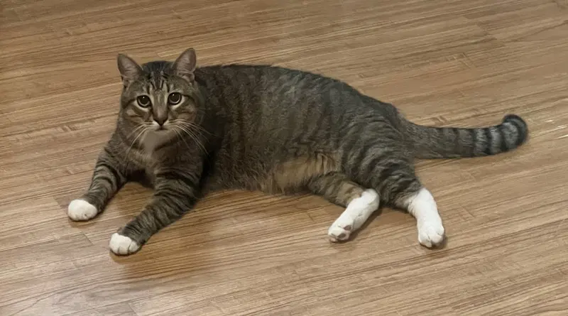Waffle, an adult male Tabby cat up for adoption