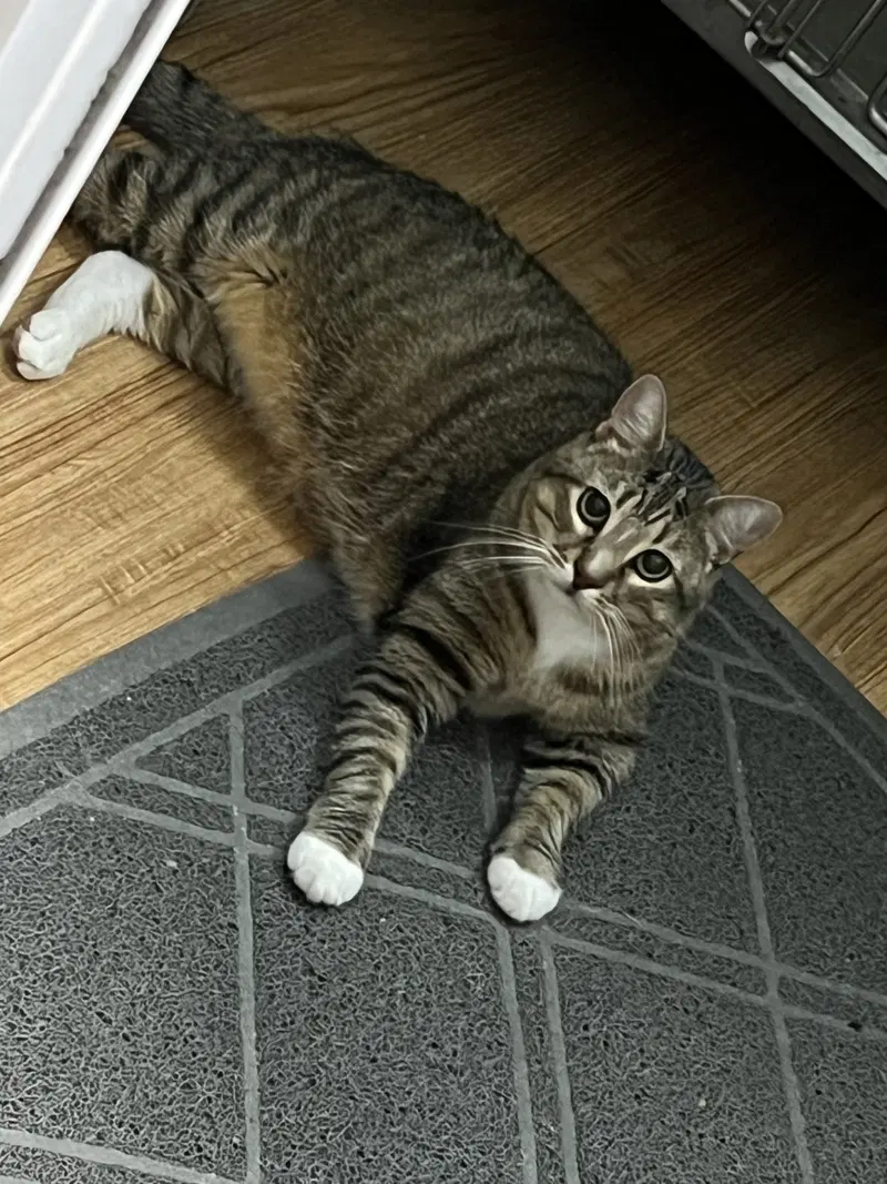 Waffle, photo 2