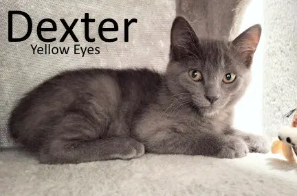 Dexter, photo 4