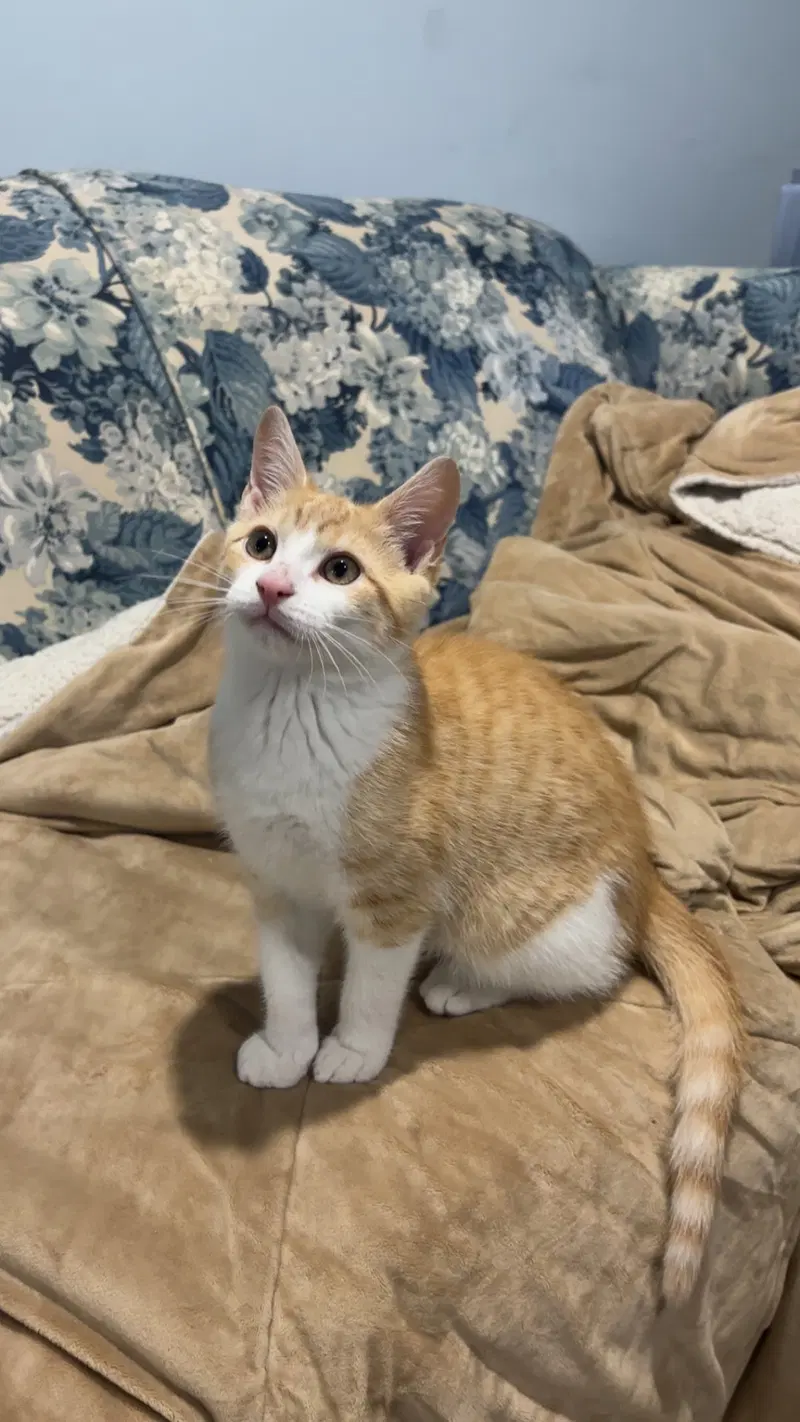Dorito, photo 5
