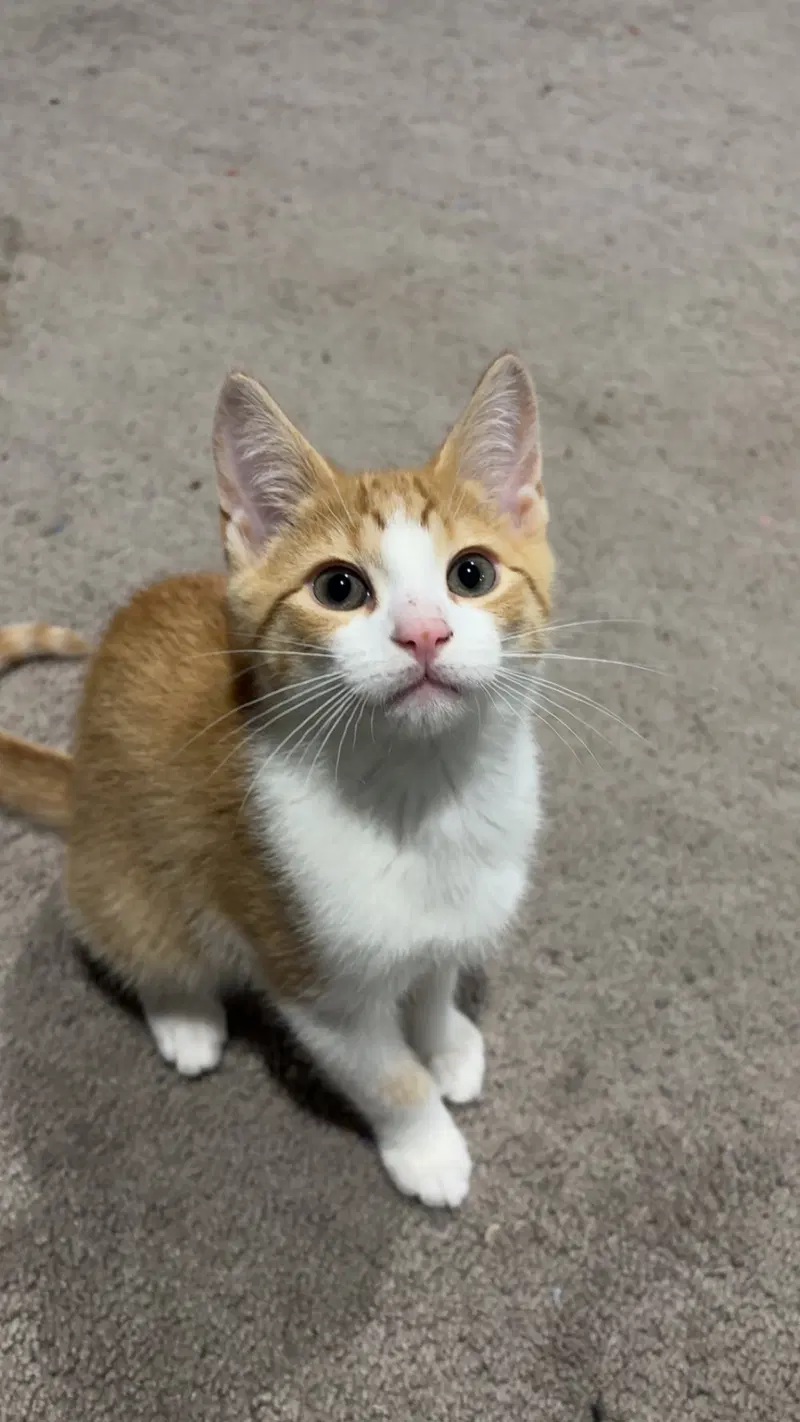 Cheeto, photo 5