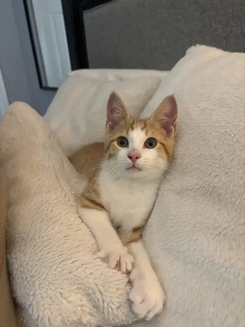 Watch the video of Frito