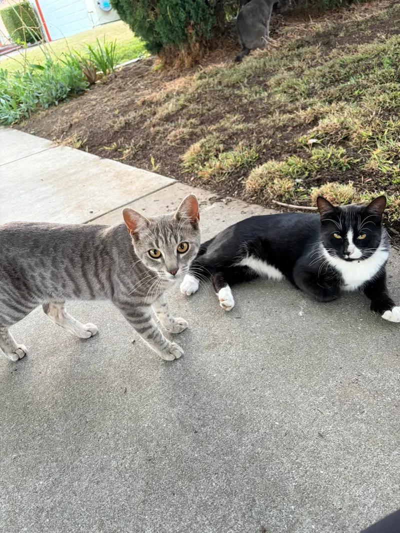 Earl & Gray, photo 5
