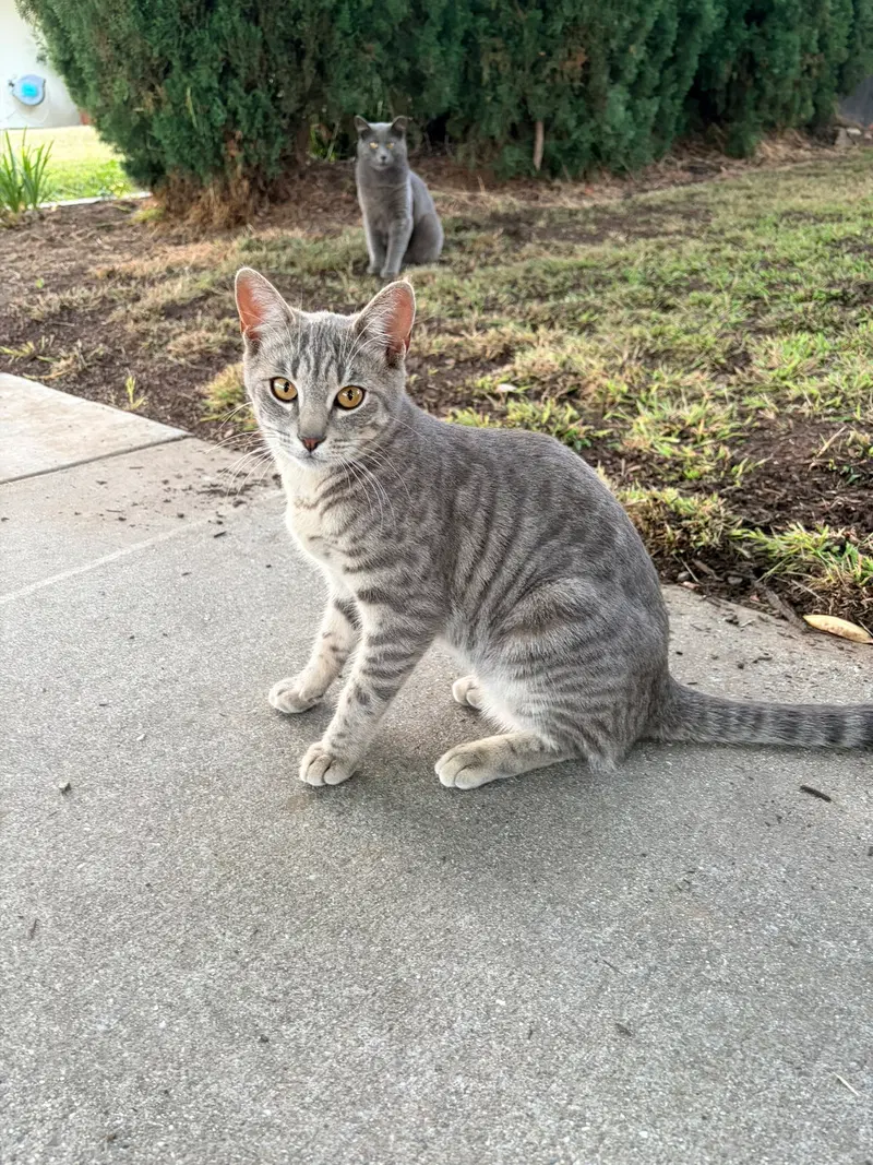 Earl & Gray, photo 6