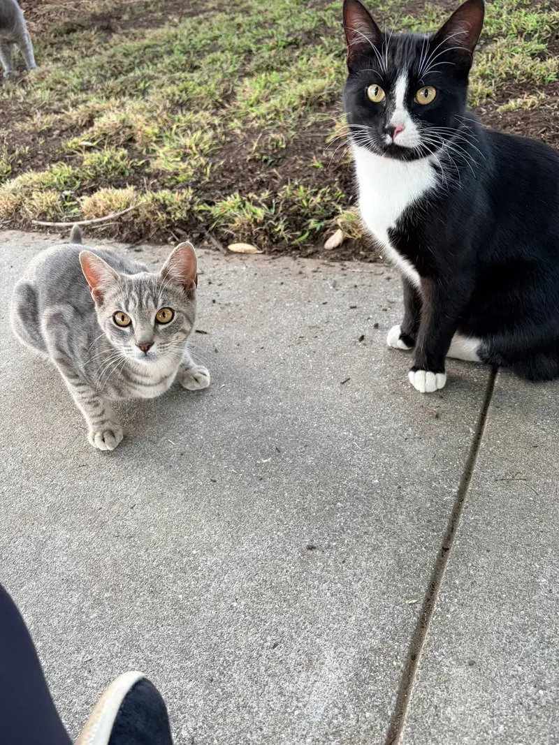 Earl & Gray, photo 7