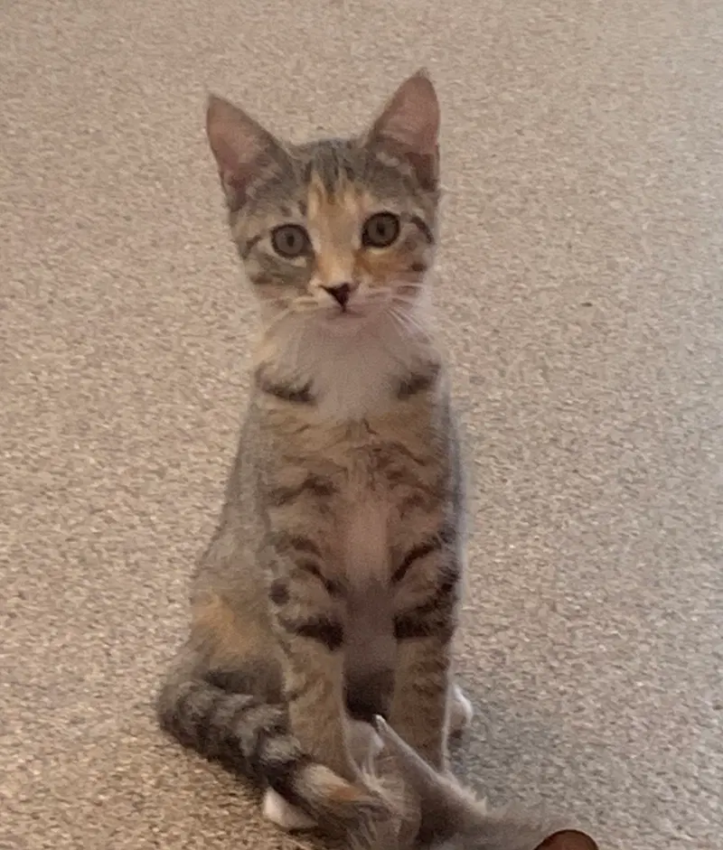 Kailani, photo 2