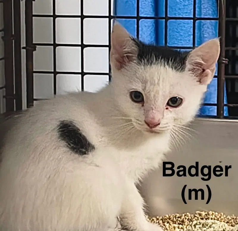 Badger, photo 2