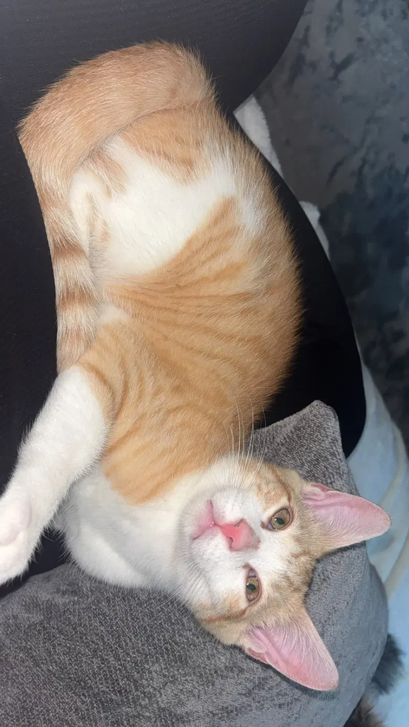 Dorito, photo 4