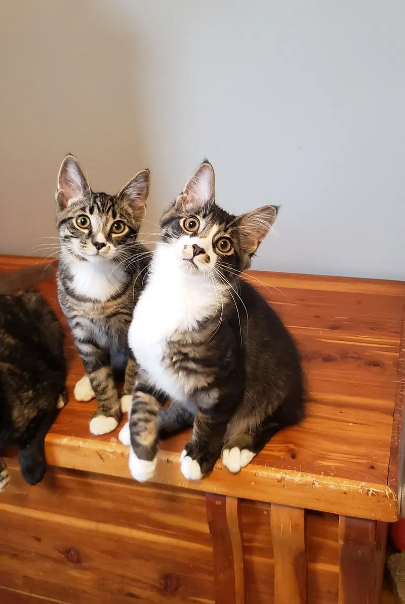 Kazoo, a male kitten up for adoption