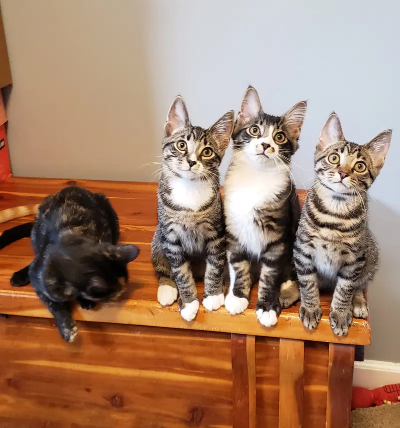 Bongo, photo 5