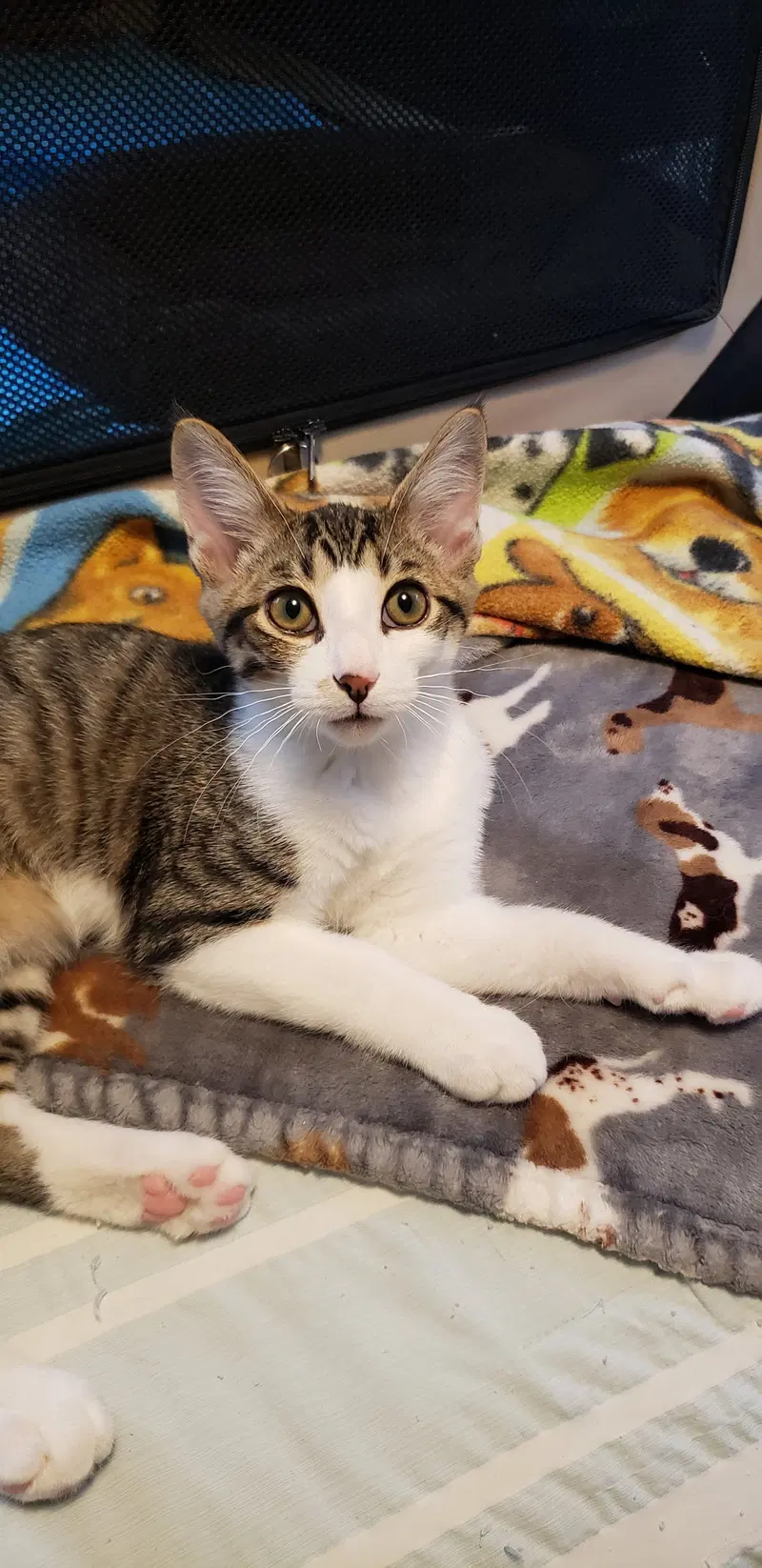 Banjo, photo 4